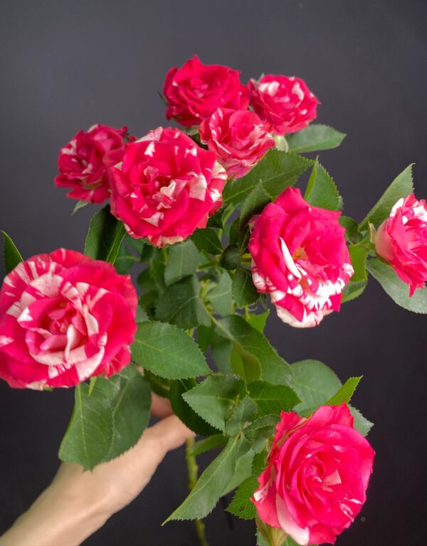 Роза кустовая микс 60-70 см.