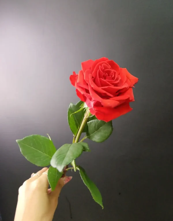 Роза Нина Эквадор 60-70 см.